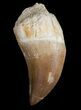 Mosasaur Tooth - Cretaceous Reptile #10215-3